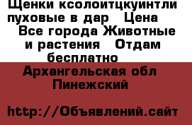 Щенки ксолоитцкуинтли пуховые в дар › Цена ­ 1 - Все города Животные и растения » Отдам бесплатно   . Архангельская обл.,Пинежский 